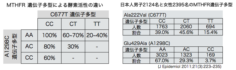 MTHFR C677T A1298C SNP `q^