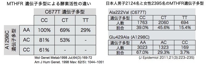 MTHFR C677T A1298C SNP ��`�q���^